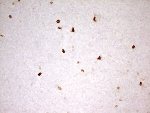 IHC-plus™ MNDA Antibody (aa37-321, clone 4H6)
