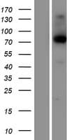KIRREL2 / FILTRIN Protein (Over-Expression Lysate Myc-DDK (Flag))