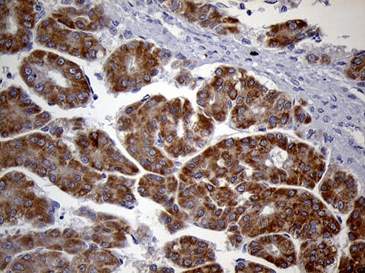 HDHD3 Antibody (clone OTI2C10, Carrier-free)