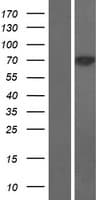 Human SOCS7 / SOCS-7 Protein (Over-Expression Lysate Myc-DDK (Flag))