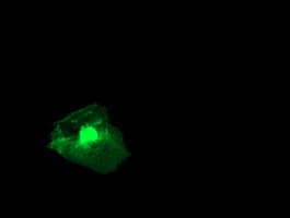 RGS16 Antibody (clone OTI4E5)