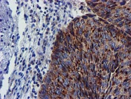 CHCHD5 Antibody (clone OTI3H3)