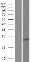 SPRYD7 / C13orf1 Protein (Over-Expression Lysate Myc-DDK (Flag))