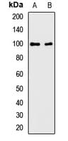 WWP2 Antibody