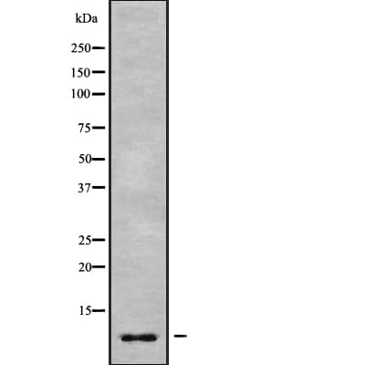 GNG7 Antibody