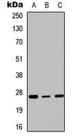 HOXC6 Antibody (C-Terminus)