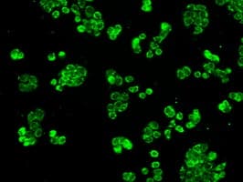 HSPA9 / Mortalin / GRP75 Antibody (clone OTI4A1)