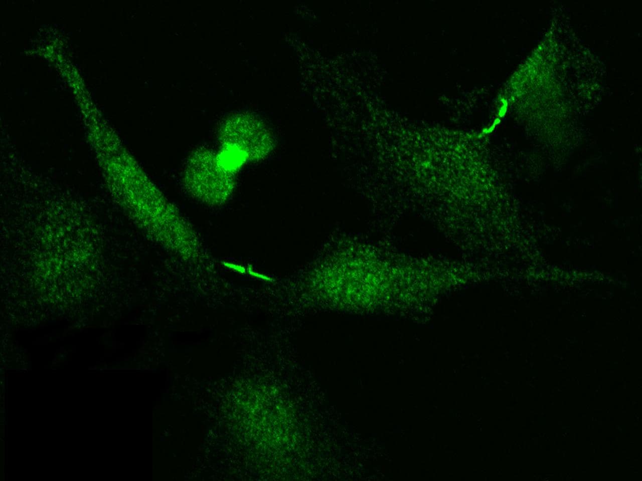 BIRC5 / Survivin Antibody (Preservative Free)