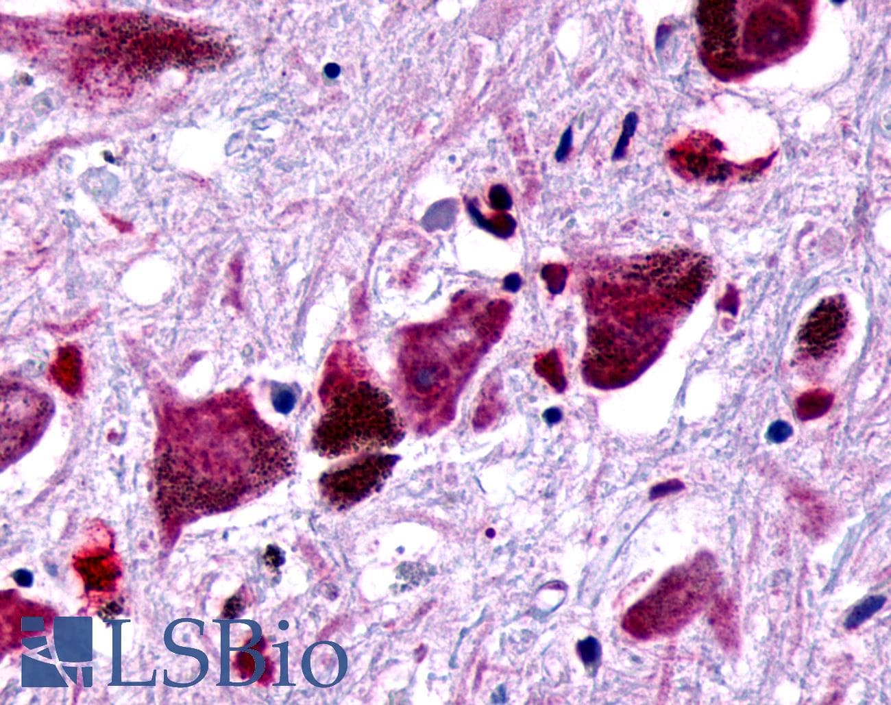 PathPlus™ FZD8 / Frizzled 8 Antibody (N-Terminus)
