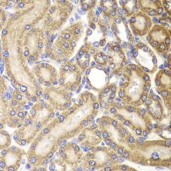 HSPD1 / HSP60 Antibody