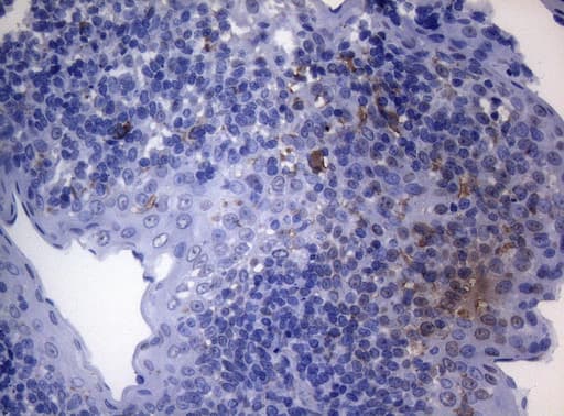 Monoclonal Mouse anti-Human CTSL / Cathepsin L Antibody (clone OTI8C12, Carrier-free, IHC, WB)
