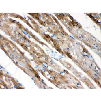 FXYD1 / Phospholemman Antibody (aa21-92)