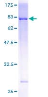 Human USP30 Protein (Recombinant GST)