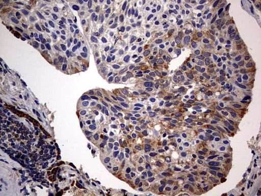 ARFL3 / ARL3 Antibody (aa2-182, clone OTI2A9)