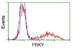PRKY Antibody (clone OTI3D11, Carrier-free)