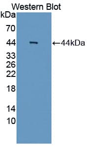 AIM2 Antibody (aa1-343, APC, Cy7)