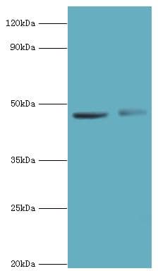 PAX6 Antibody (aa1-300)