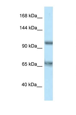 CARD10 / CARMA3 Antibody (aa601-650)