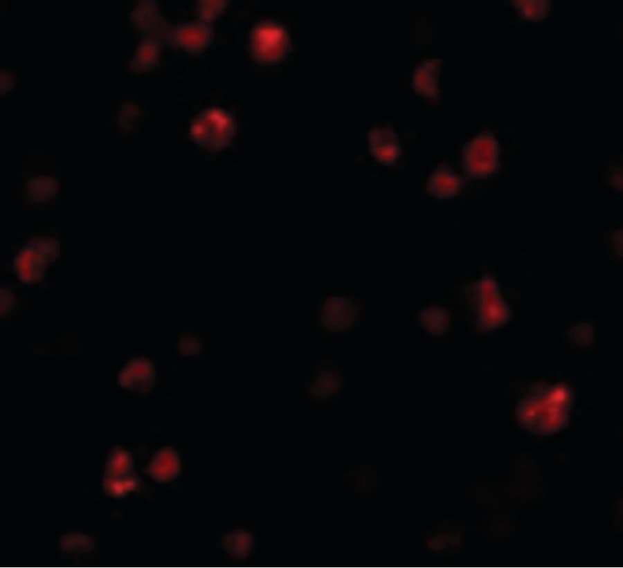 FRMPD1 Antibody