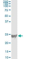 RRAS Antibody (clone 2E12)