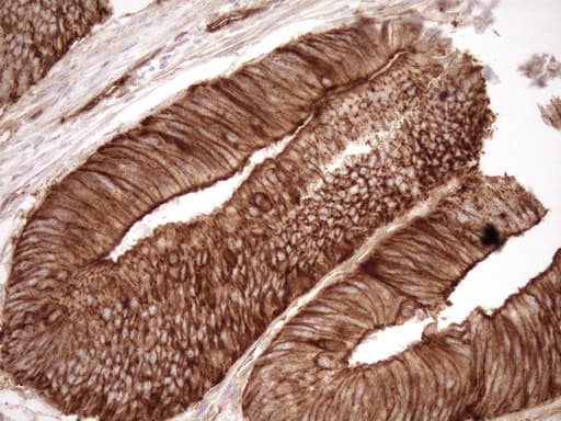EPLIN Antibody (aa1-275, clone OTI7H5)
