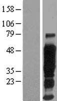 EMA / MUC1 Protein (Over-Expression Lysate Myc-DDK (Flag))