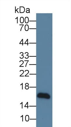 NRG4 Antibody