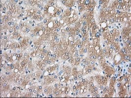 CYP1A2 Antibody (clone OTI7D12)