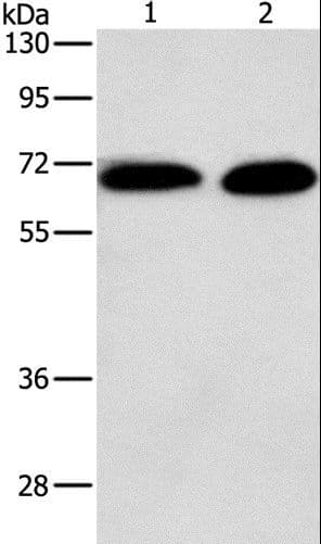 PRKCA / PKC-Alpha Antibody