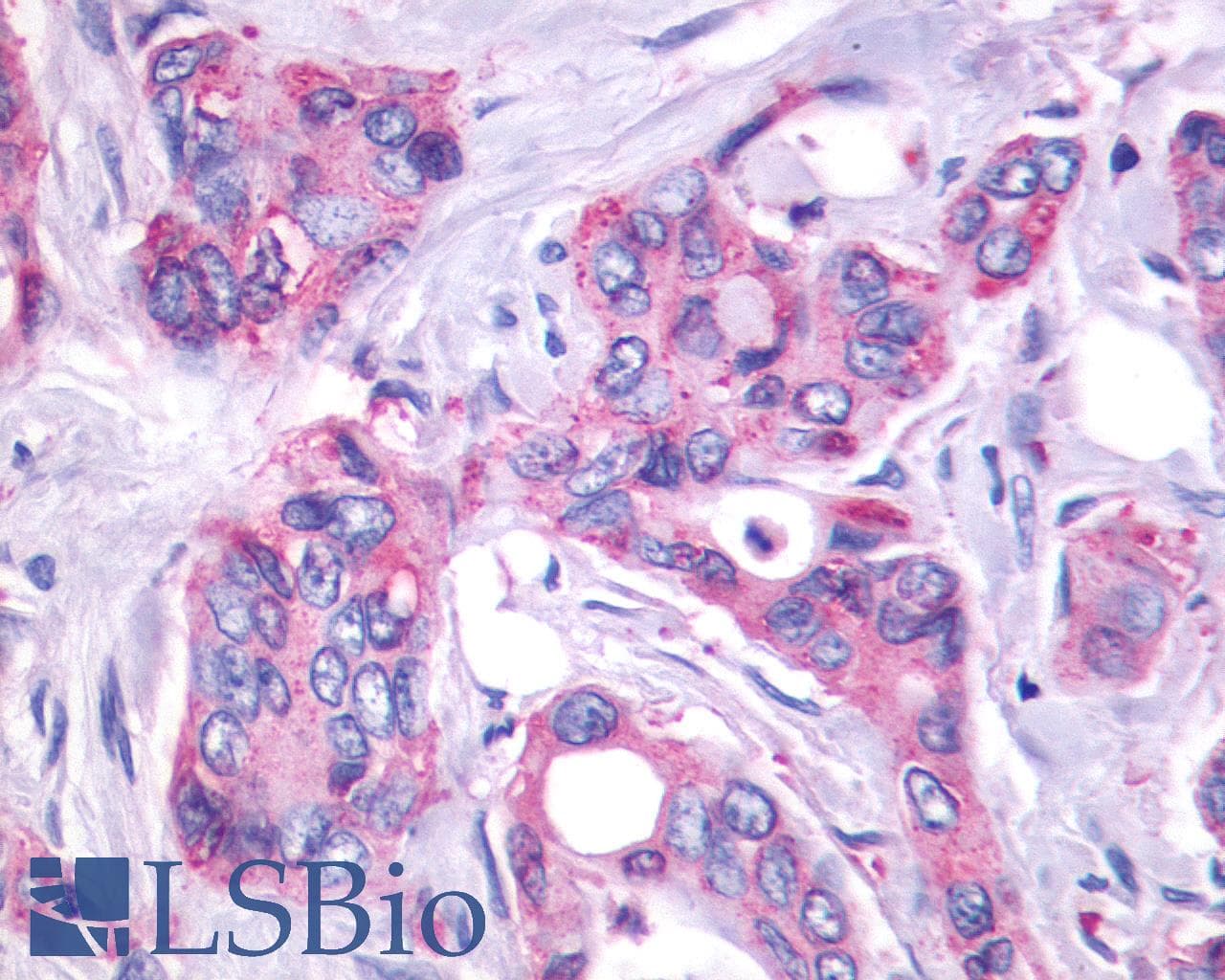 PathPlus™ Polyclonal Rabbit anti-Human GPR27 Antibody (N-Terminus, IHC)