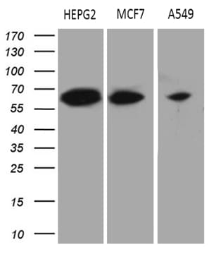 HABP2 Antibody (aa33-330, clone OTI8D6, Carrier-free)