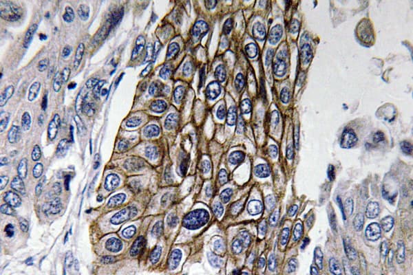 GJB1 / CX32 / Connexin 32 Antibody (Leu115)