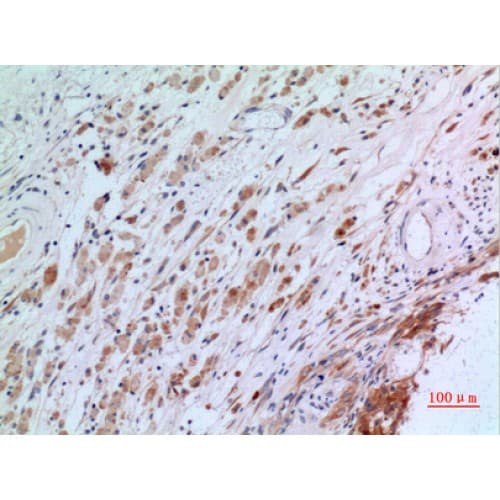CGREF1 Antibody (N-Terminal)