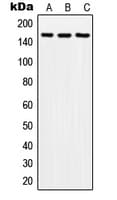 SOS2 Antibody (Internal)