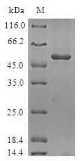 Human ORC6 / ORC6L Protein (Recombinant GST, N-terminus)