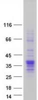 Human VGLL4 Protein (Recombinant Myc-DDK (Flag))
