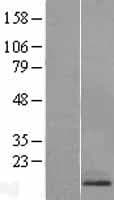 RAMP1 Protein (Over-Expression Lysate Myc-DDK (Flag))