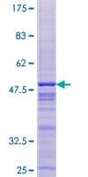 Human THYN1 / HSPC144 Protein (Recombinant GST)