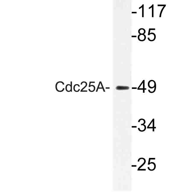 CDC25A Antibody (Leu171)