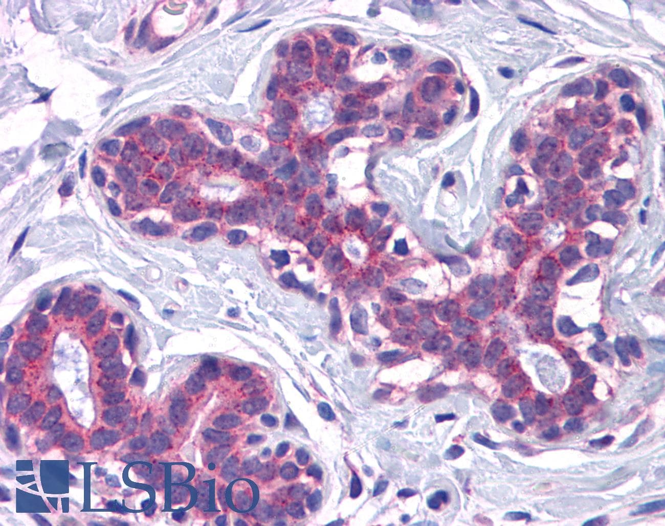 IHC-plus™ SCAMP4 Antibody