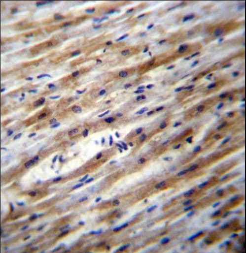 POFUT1 Antibody (aa344-373)