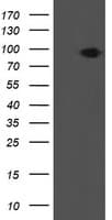 Monoclonal Mouse anti-Human P3H1 / LEPRE1 Antibody (clone OTI1B4, IF, WB)