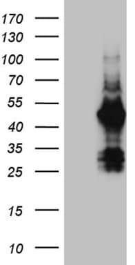 FAM131C Antibody (clone OTI6G2)