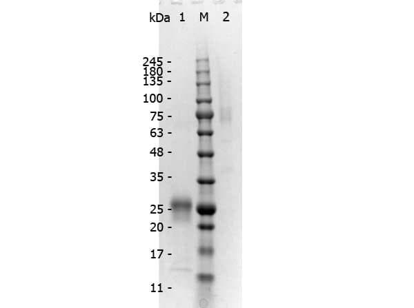 Polyclonal Rabbit Anti-Mouse IgG Secondary Antibody (IHC, WB)