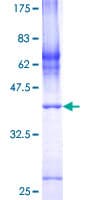 Human COX7A2L Protein (Recombinant GST)