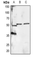 RXTA / RXR-Alpha Antibody