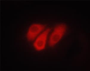 Polyclonal Rabbit anti-Human ATP1A1 Antibody (phospho-Ser23, IF, WB)