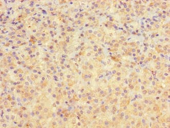 EDR / PEG10 Antibody