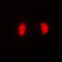 MRNP41 / RAE1 Antibody