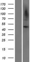 Human CARD8 / Cardinal / TUCAN Protein (Over-Expression Lysate Myc-DDK (Flag))